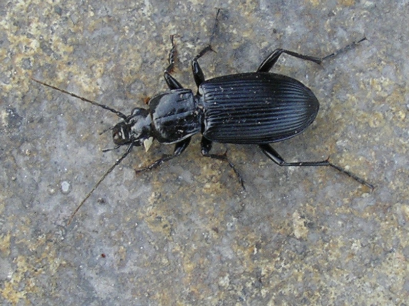 Carabidae da identificare: Pterostichus niger